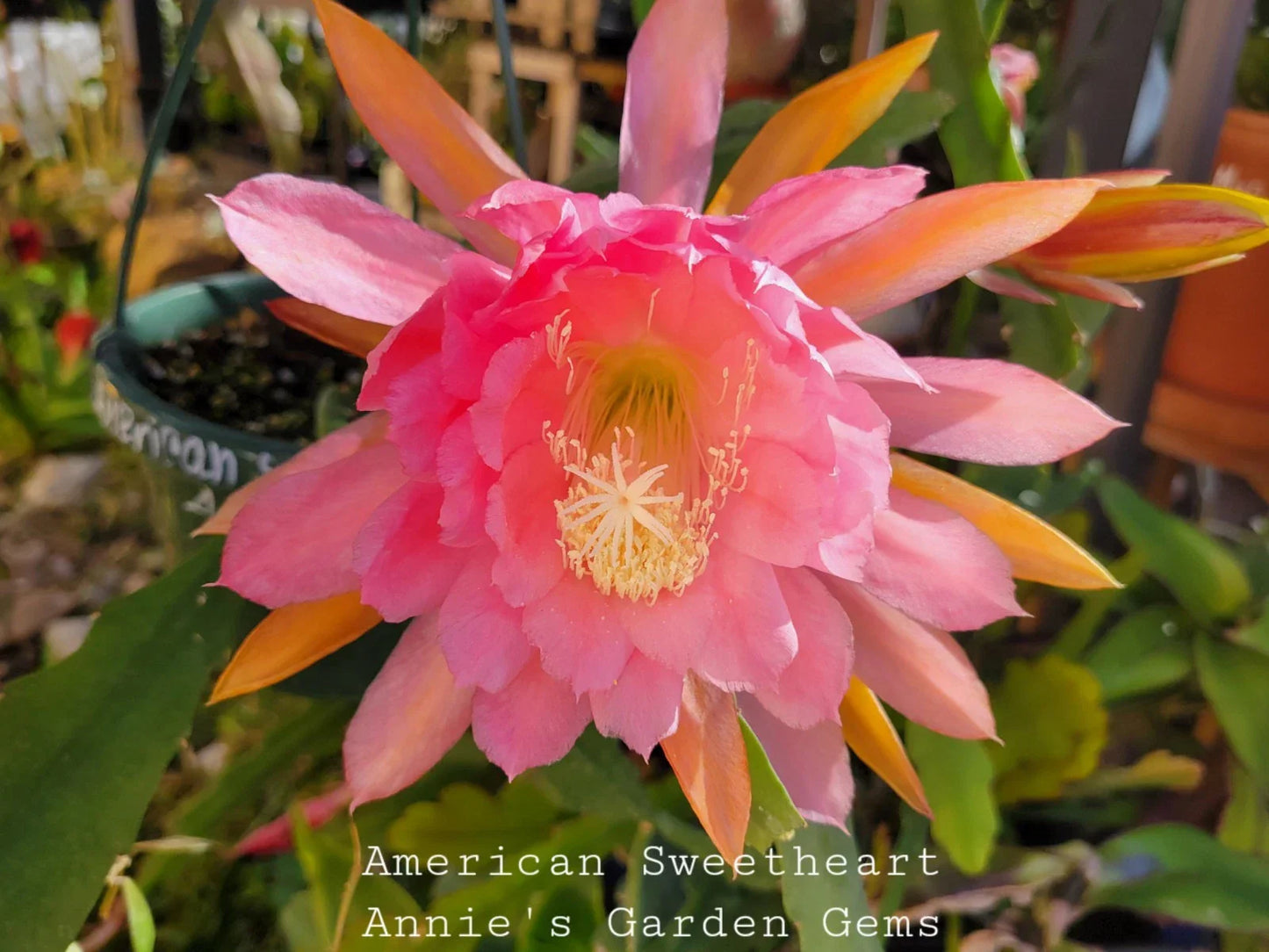 Unrooted Epiphyllum oxypetalum Cuttings - American Sweetheart, 8-10 Inches, Indoor Garden, Fragrant Flowers, Easy Propagation