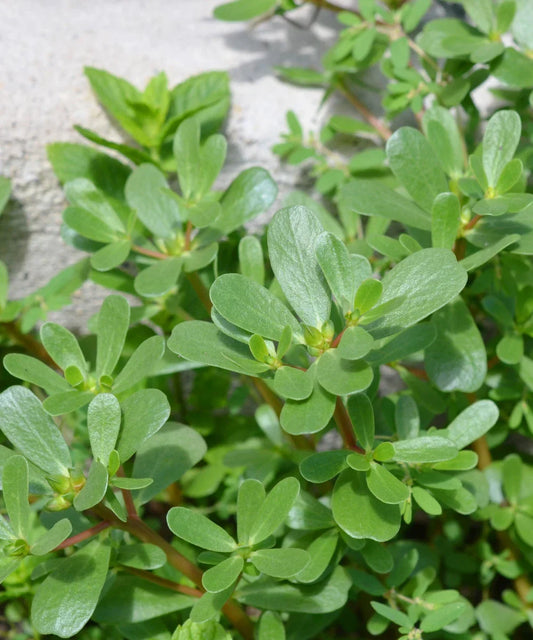 Green Purslane Seeds - 3000+ Non-GMO Edible Herb Portulaca oleracea for Home Gardening & Culinary Use