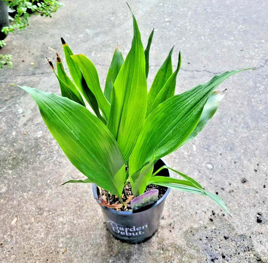 Dwarf Aspidistra Elatior Tiny Tank Plant Low Light Houseplant Indoor Decor Cast Iron Plant
