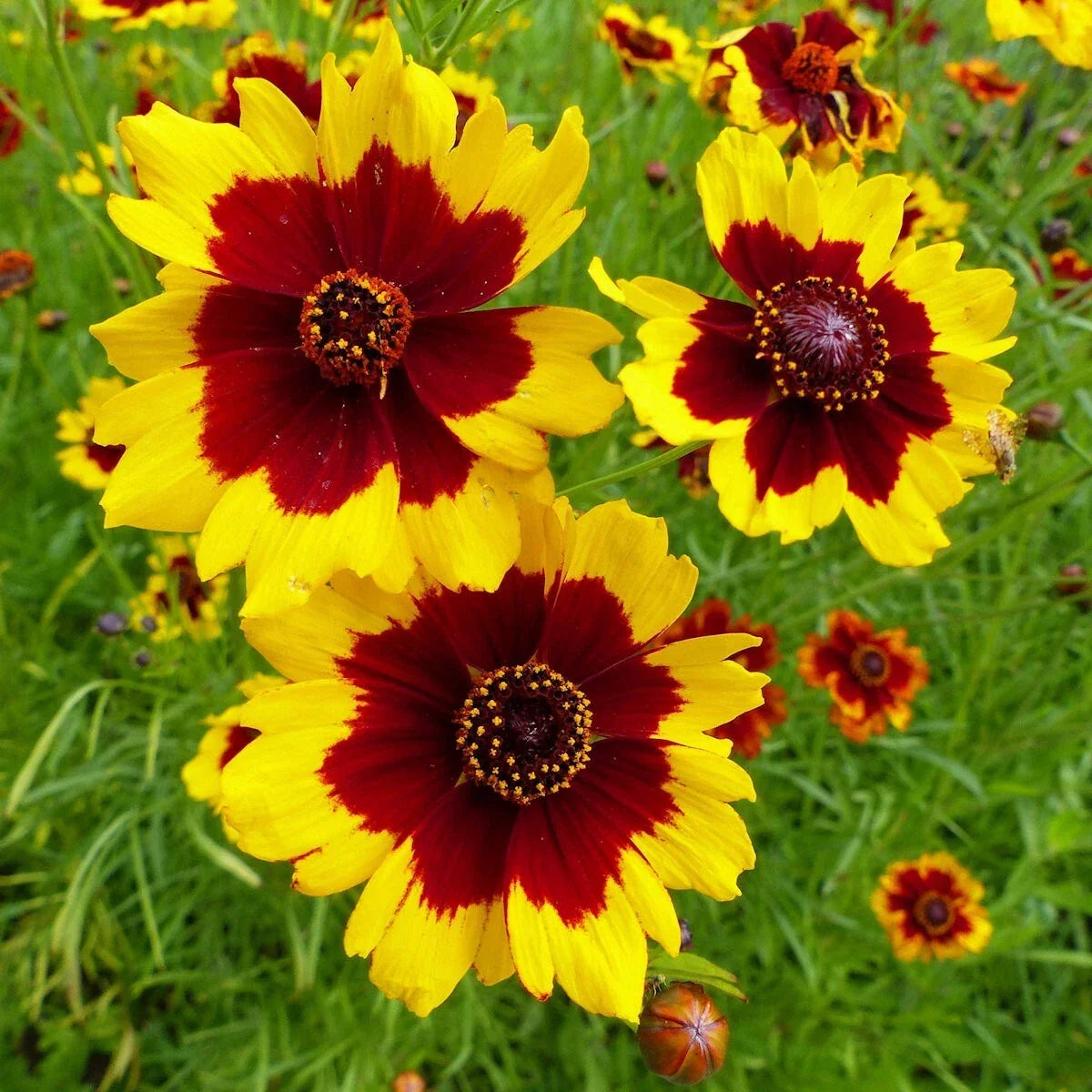 Plains Coreopsis Wildflower Seeds 1/4 Lb – Coreopsis tinctoria, Native Pollinator-Friendly Flower, Mylar Seed Packet, Everwilde Farms