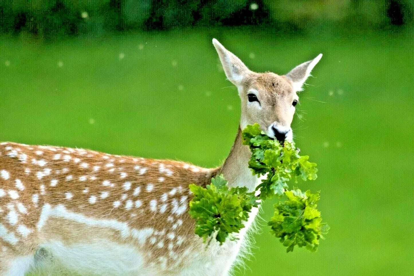 Deer Proof Wildflower Seed Mix 15 Varieties Native Annual Perennial Seeds for Garden, Pollinator-Friendly, Organic, Non-GMO