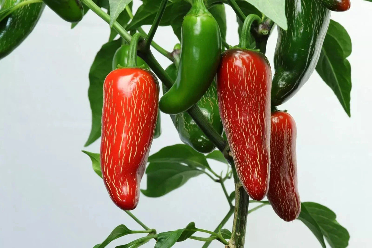 Early Jalapeno Pepper Seeds 50+ Heirloom Non-GMO Capsicum annuum - Spicy Culinary Planting Seeds for Home Gardens