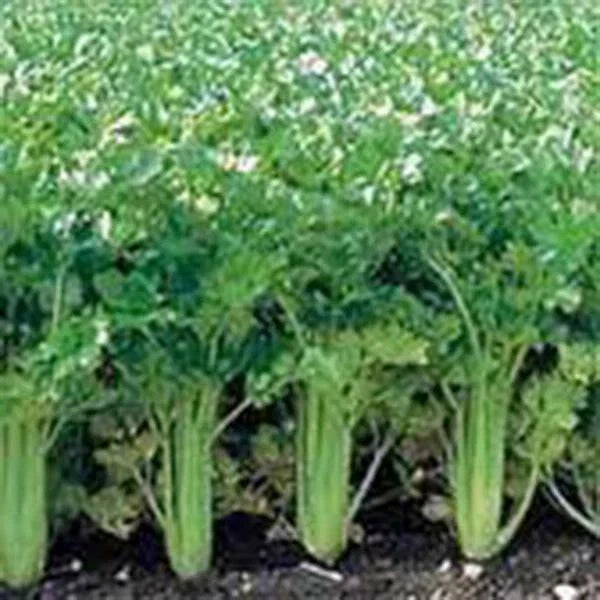 Utah Tall Celery Seeds, Non-GMO, Heirloom, Apium graveolens, 50 Seeds for Home Gardening and Culinary Use