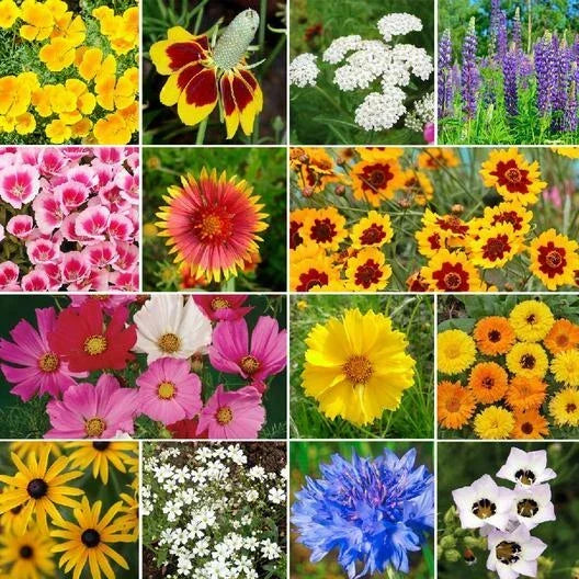 Bird & Butterfly Wildflower Seed Mix - 1000 Non-GMO Heirloom Seeds for Pollinator Gardens