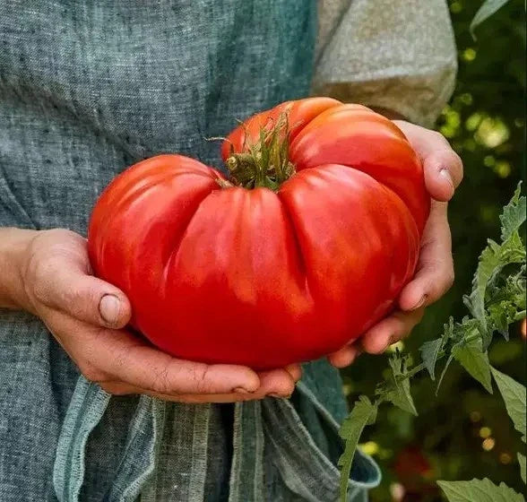 Giant Beefsteak Tomato Seeds - 10+ Organic Heirloom NON-GMO - Solanum lycopersicum for Home Gardening and Planting