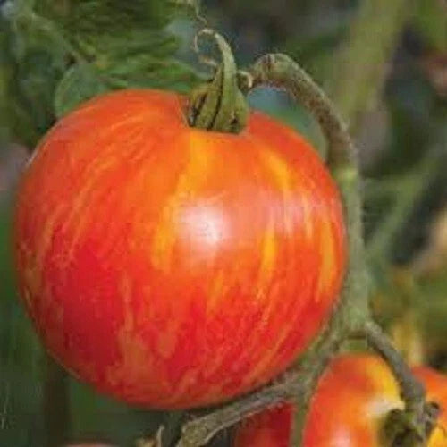 Mr. Stripey Tomato Seeds - Heirloom Bi-Colored Variety - 25 Fresh Solanum lycopersicum Seeds for Garden, Patio, or Container Growing