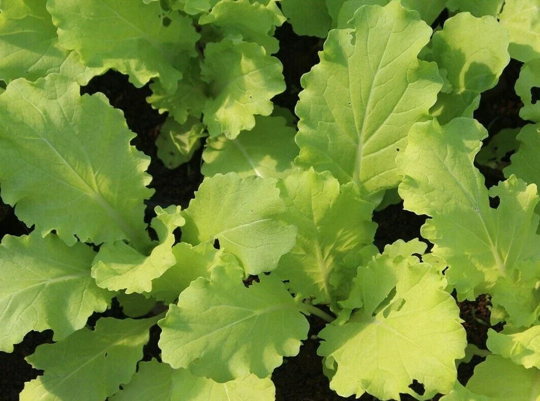 Tokyo Bekana Mustard Seeds – Asian Culinary Microgreens Brassica rapa var. japonica – 300+ Seeds for Salad and Stir-fry