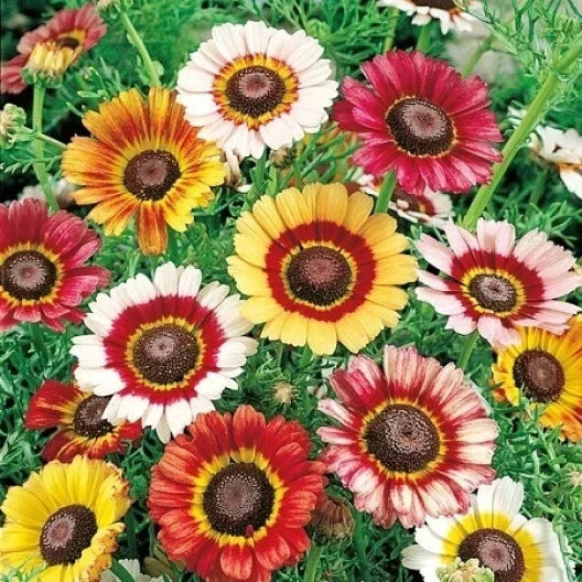 Mixed Tri-Color Painted Daisy Seeds - Bellis perennis - Garden Flower Seeds for Borders, Beds & Containers - USA Grown