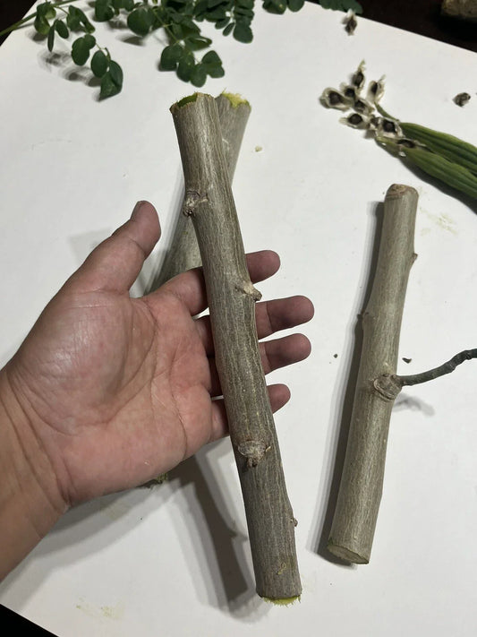 Organic Moringa Oleifera Cuttings - 6 Pack, 8-10 Inches, Nutrient-Rich Superfood Plant for Home Gardening