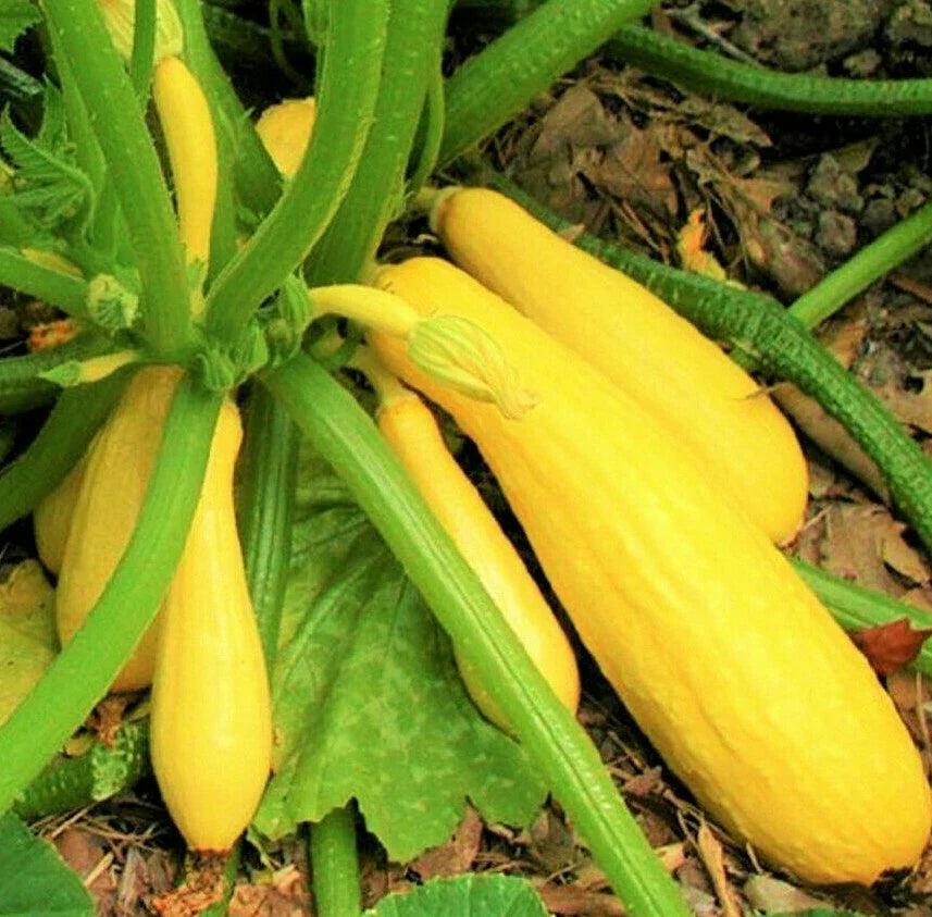 Yellow Straightneck Squash Seeds | Cucurbita pepo | Summer Golden Zucchini Courgette | Pack of 20 Non-GMO Heirloom Seeds