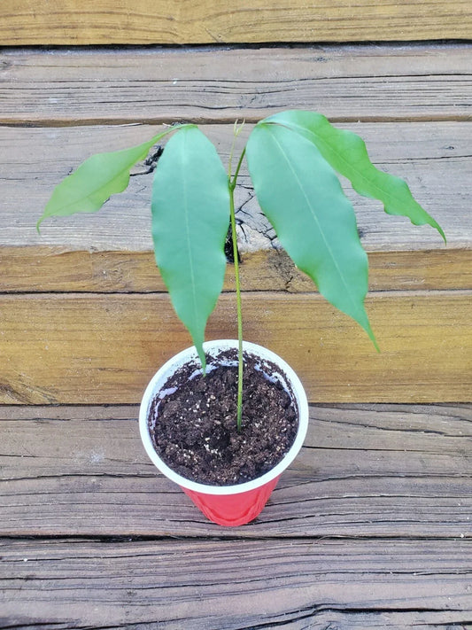 Live Lychee Fruit Tree 1-Gallon Pot | Litchi Chinensis | Tropical Edible Fruit Tree for Indoor & Outdoor Gardens