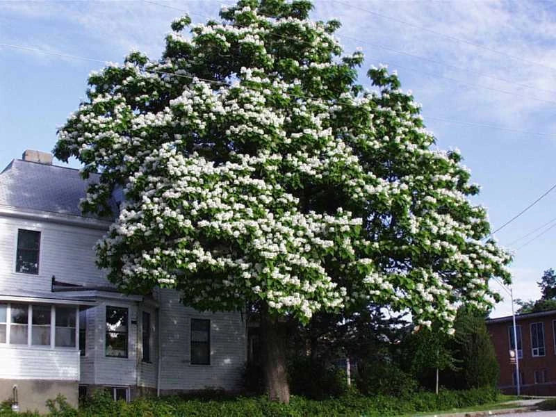 Northern Catalpa Tree Seeds Set of 100+ - Catalpa speciosa - Hardy Zones 5-9 - Drought Resistant Gardening Seeds