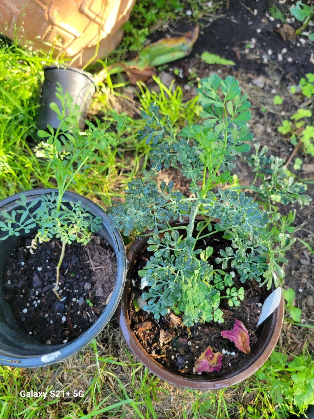Blue Ruda Rue Live Plants Duo – Ruta graveolens in 1-Gallon Pots – Male & Female Varieties for Gardens & Containers