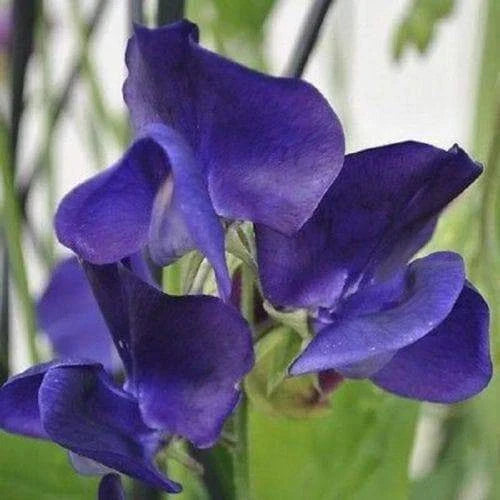 Royal Navy Blue Sweet Pea Seeds | Blue Purple Fragrant Flowers | Lathyrus odoratus | Climbing Vine for Garden Beds & Trellises