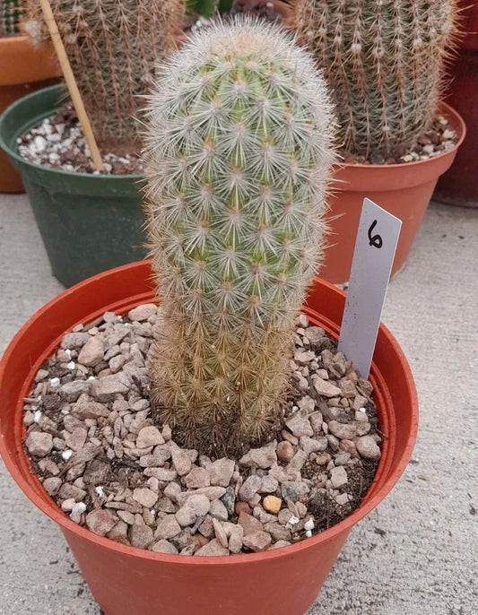 Haageocereus Pseudomelanostele Aurispinus Cactus 5-6" Bareroot Unique Spines Indoor Outdoor Collectors