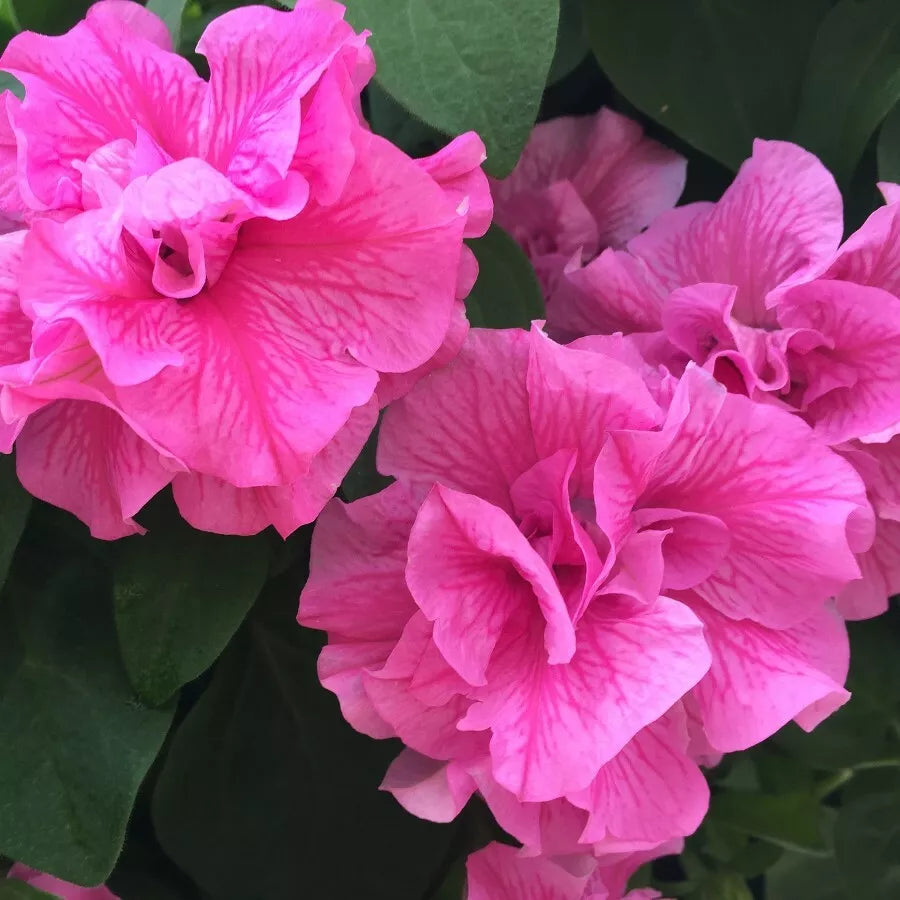 Double Pink Petunia Seeds - 50 Pack, Petunia x hybrida, Vibrant Blooms, Annual Flower Seeds for Garden, Containers & Borders