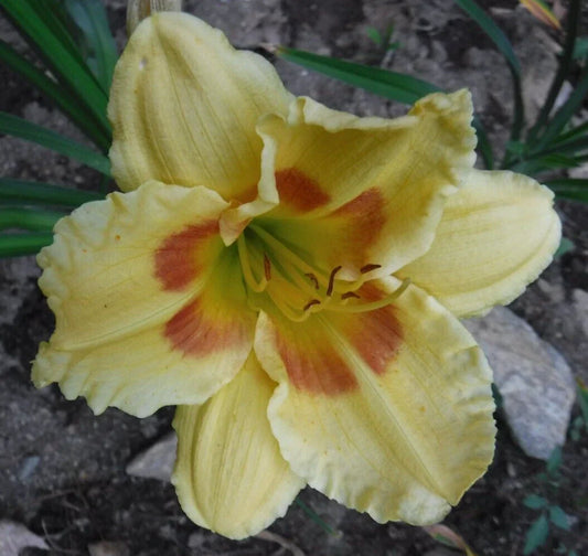 Hemerocallis Leprechaun Eyes Daylily Bareroot Plant – Yellow Flowers with Green Throat, Attracts Butterflies, Drought Tolerant