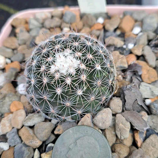 Mammillaria Gaumeri Cactus Bare Root | Drought-Tolerant Succulent | Unique Desert Plant | Compact Growth