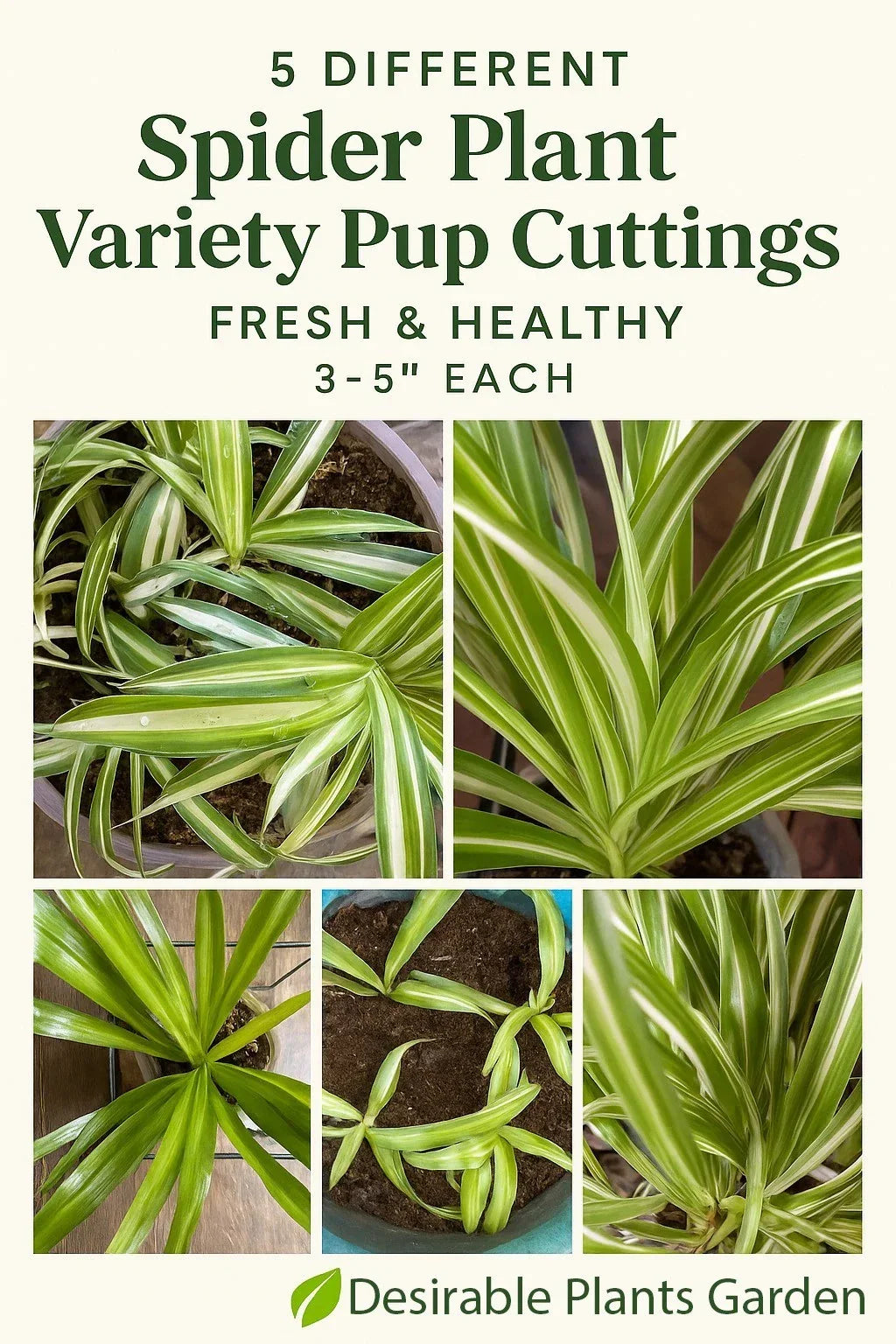 Spider Plant Cuttings – 5 Varieties – Fresh & Healthy Chlorophytum comosum – 3–5 Inches for Indoor Gardening