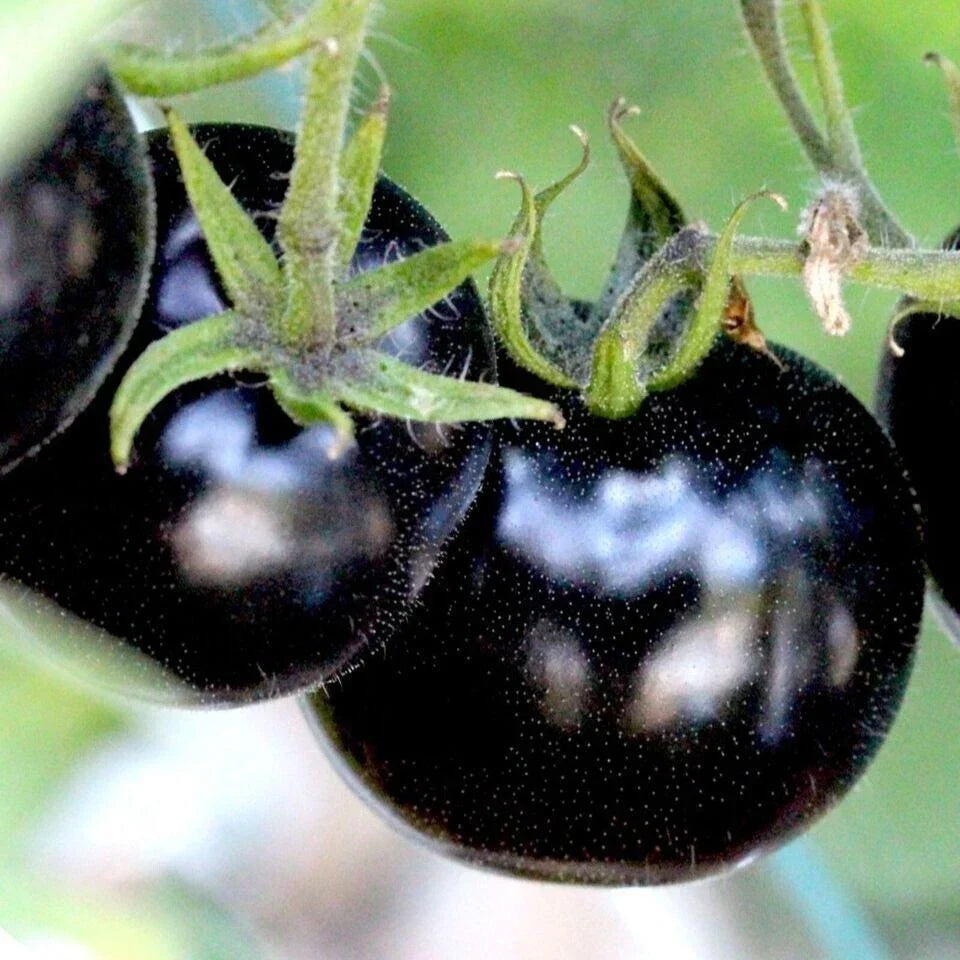 European Black Cherry Tomato Seeds - Heirloom Non-GMO Solanum lycopersicum, Sweet Dark Cherry Tomatoes, Pack of 100+ Seeds
