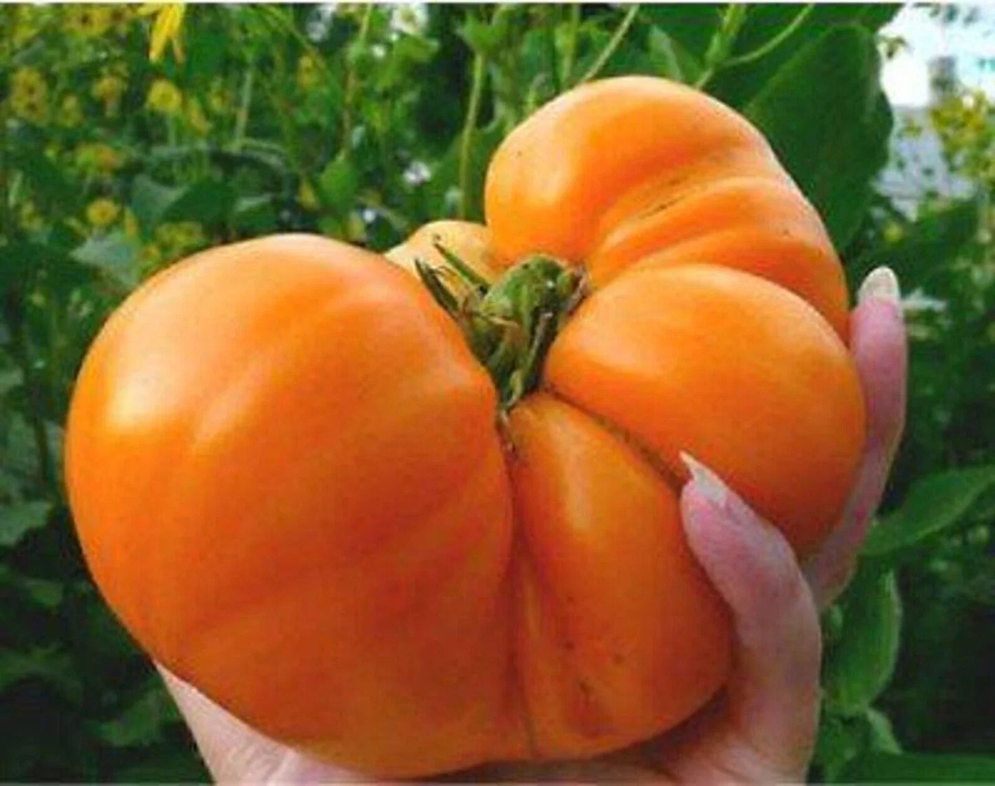 Amana Orange Tomato Seeds - Heirloom Organic Non-GMO - 10+ Seeds - Solanum lycopersicum - Juicy, Sweet, Rare Tomato Variety