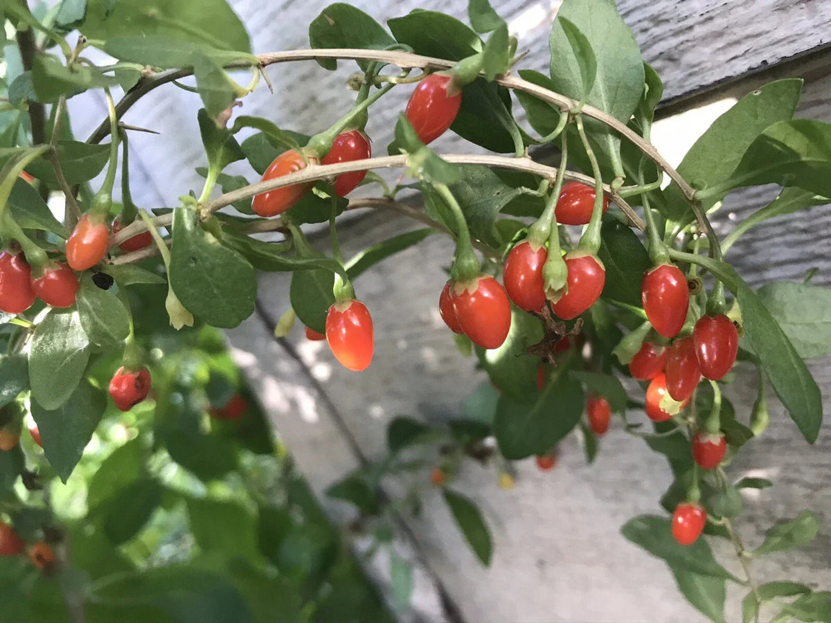 Goji Berry Bare Root Live Plant - 3 Roots 4"-8" Long, Lycium barbarum, Nutrient-Rich Superfood for Home Gardening