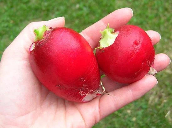 German Giant Radish Seeds - Heirloom Raphanus sativus - Large, Crunchy Roots with Scarlet Red Skin - Pack of 100 Seeds