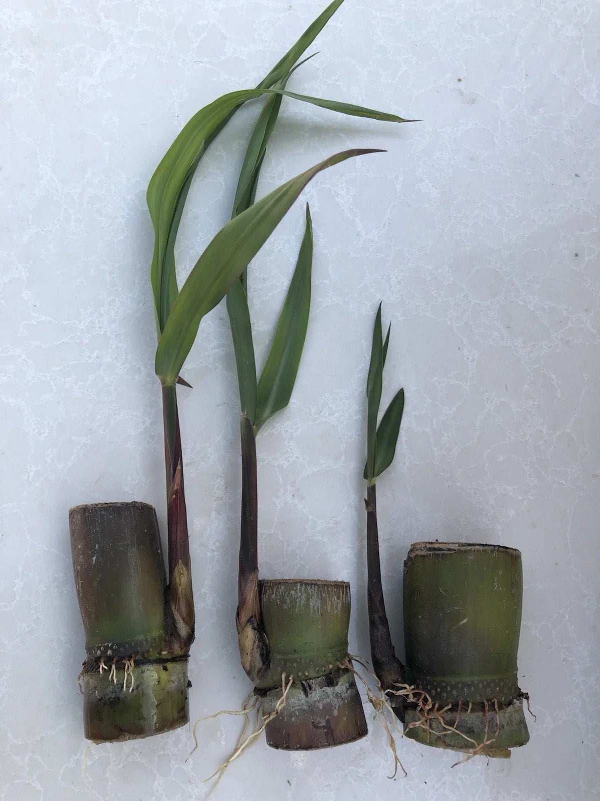 Sugarcane Cuttings - 3 pcs Live Plant Saccharum officinarum, Sweet Variety, Ready to Grow for Garden or Farm