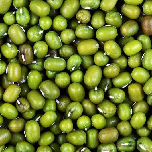 Mung Bean Seeds 50+ Count, Vigna radiata, Green Beans for Planting, Organic, Non-GMO, Easy Grow, Indoor & Outdoor Gardening