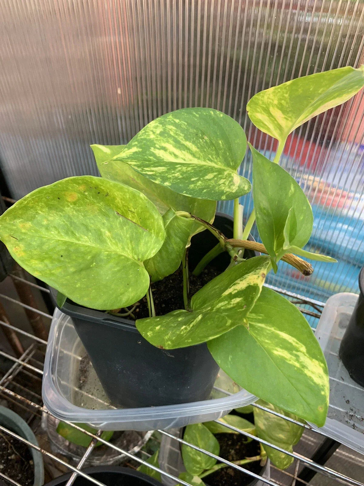 Pothos Live Plant Cuttings – 4 Rooted Trailing Epipremnum aureum – Indoor/Outdoor Green Foliage, Easy Care