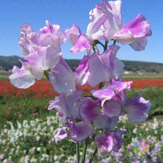 Lilac Ripple Sweet Pea Seeds - 50 Pack Climbing Vine for Garden, Lathyrus odoratus, Lilac Blooms, Easy to Grow, USA Shipping