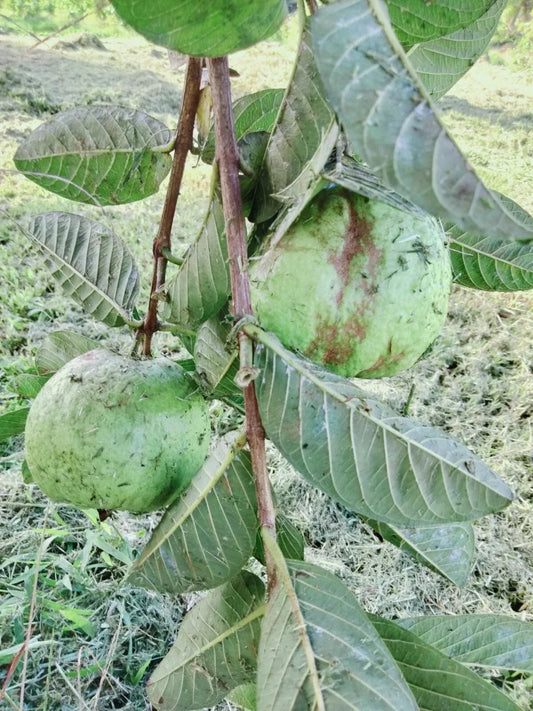 Guava Cuttings for Grafting or Rooting – 3 Healthy Psidium guajava Plant Cuttings, 4-5 Inches