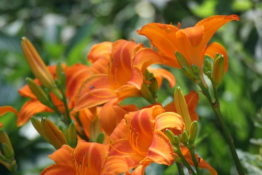 Orange Day Lily Bare Root Plants - 'Tawny Ditch Lily' - Hardy Aquatic Perennial for Pond or Bog - Hemerocallis fulva