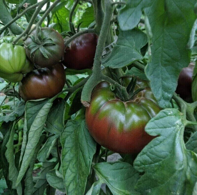 Russian Black Krim Tomato Seeds - 120+ Non-GMO Heirloom, Dark Purple/Black Fruit, Solanum lycopersicum, Perfect for Home Gardens