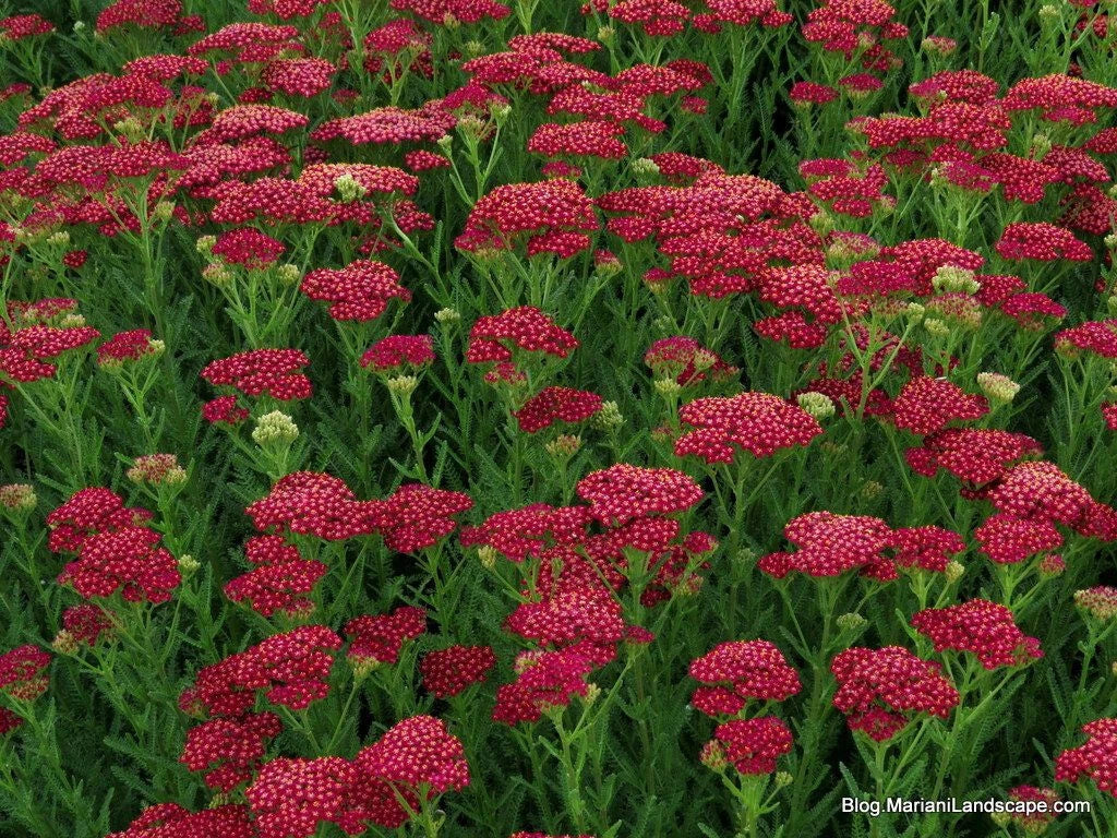 Yarrow Vintage Red Starter Plant 6+ Inches | Achillea Millefolium | Edible Perennial | Zones 3-8 | Low Maintenance