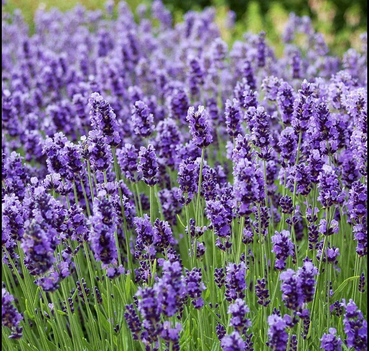 200 Lavender Vera True Lavender Seeds | Non-GMO Perennial Herb Garden Seeds | Lavandula angustifolia for Borders, Containers & Pollinators