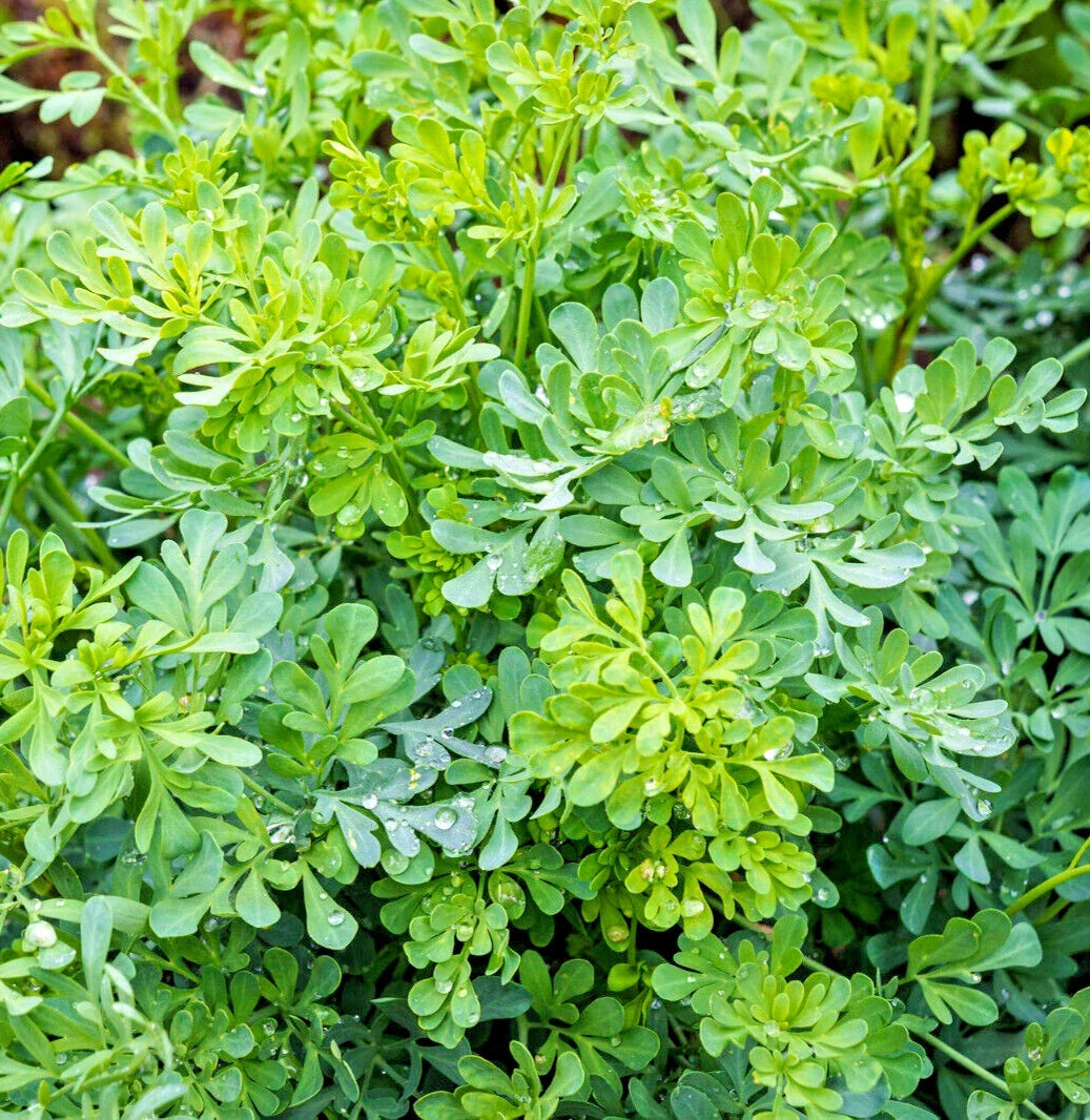 Common Rue Seeds | Medicinal Herb | Aromatic Foliage | Ruta graveolens | 100 Seeds for Garden Planting