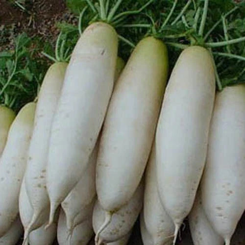White Icicle Radish Seeds – Non-GMO Raphanus sativus for Home Gardens, Salad, Container & Raised Bed Planting
