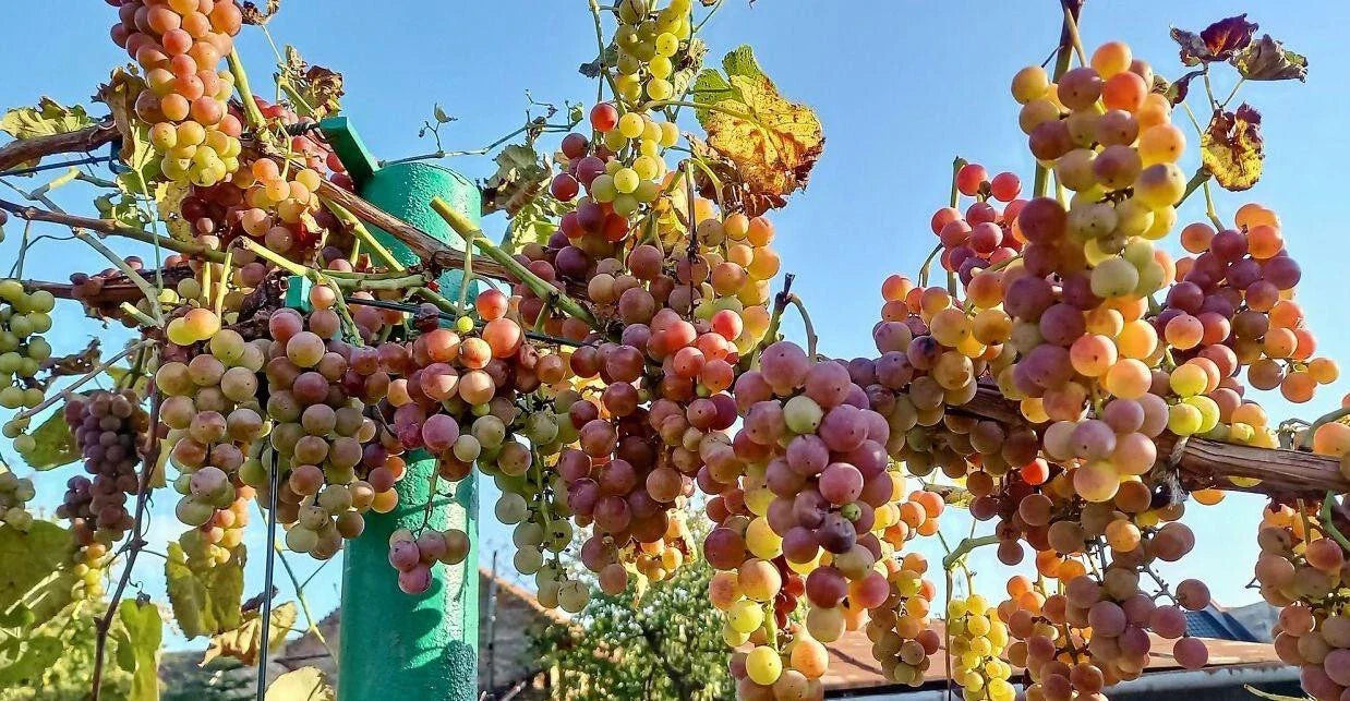 Strawberry Grape Cuttings – 10 Rooting Vitis vinifera 'Strawberry' Vines for Planting and Growing