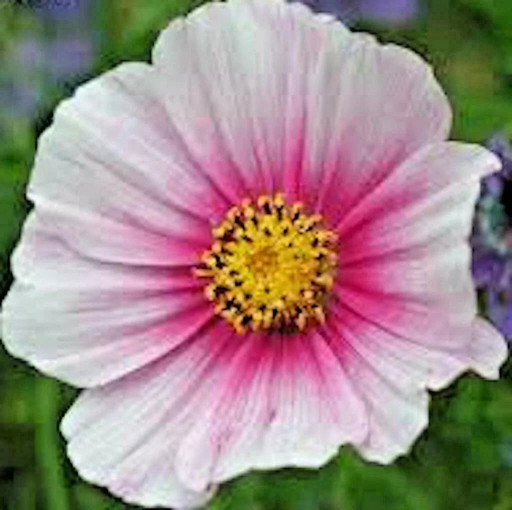 Cosmos Daydream Seeds - 300+ Pack, Wildflower, Drought Tolerant, Pollinator Attracting, Cosmos bipinnatus, Easy to Grow