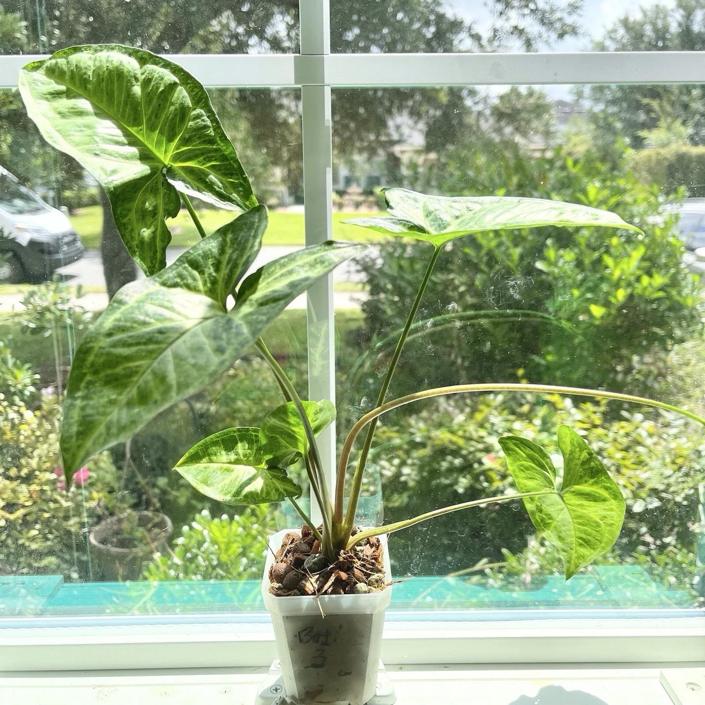 Syngonium Batik #3 Potted Plant – Rooted Variegated Syngonium podophyllum for Indoor Decor