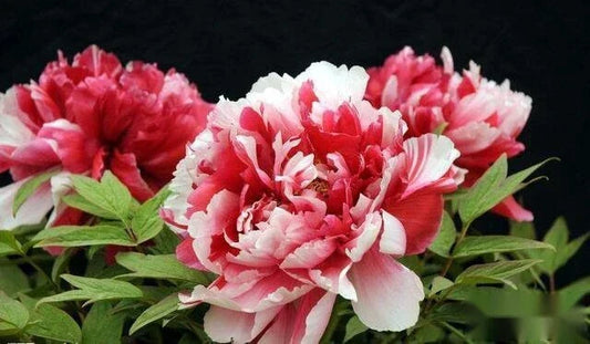 Peony Seeds Pack of 10 – Exotic Garden Flower Seeds – Paeonia – Pink, Red, White, Yellow – Easy to Grow, Non-GMO, Free Shipping