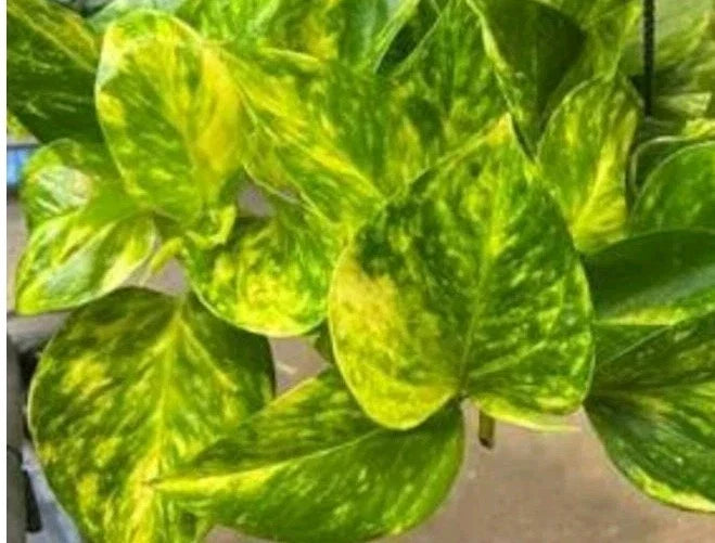 Fernando Fire Pothos Cuttings – 3 Fresh Epipremnum aureum Stems for Propagation, Tropical Houseplant Decor