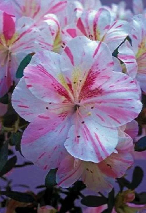 Azalea Starter Plant – White with Pink Stripes – Deciduous Rhododendron – Garden Flowering Shrub