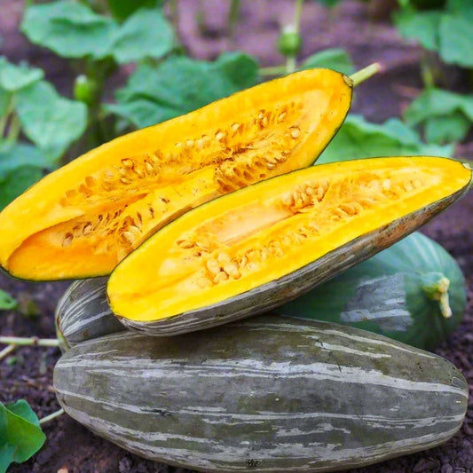 Guatemalan Blue Banana Squash Seeds, Cucurbita maxima, Heirloom, Gray Pumpkin Hubbard Roaster, Non-GMO, Organic, 15 Seeds