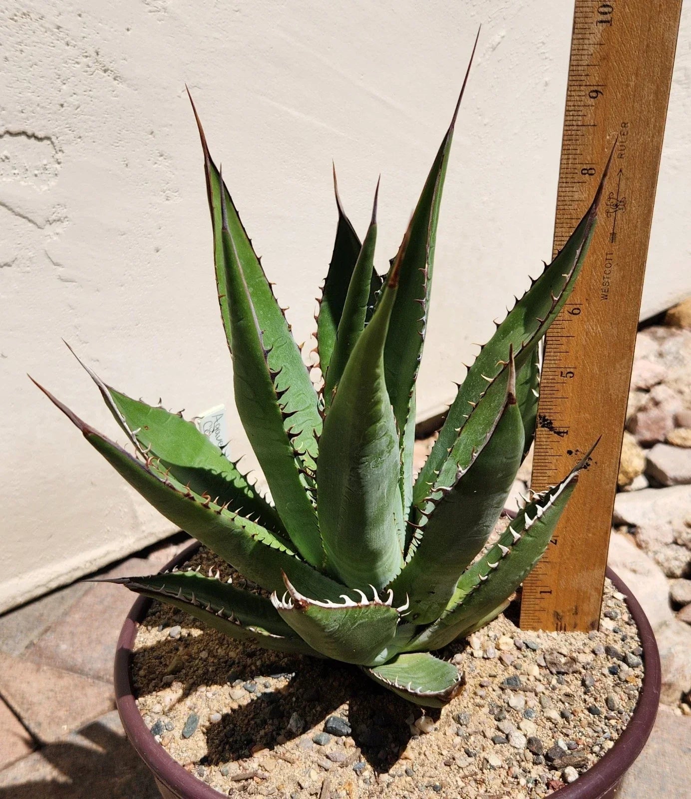 Agave Shawii Live Rooted Plant Succulent | Drought-Tolerant Blue-Green Agave | Indoor & Outdoor Garden Plant | Agave shawii