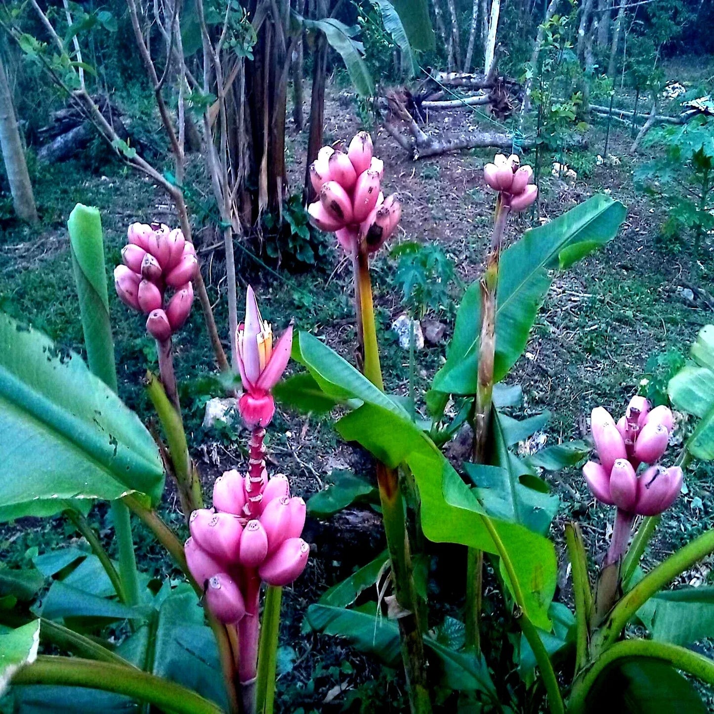 Pink Dwarf Banana Tree Seeds - Musa velutina, Rare, Fast Growing, Hardy for Zone 7b, Compact Fruit Plant, 10 Pack
