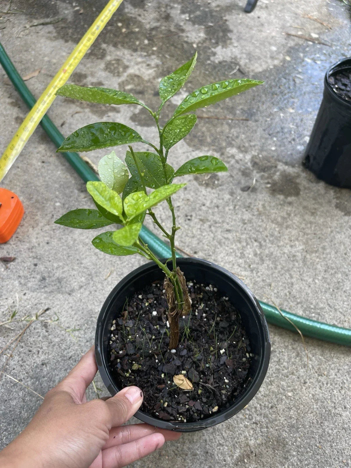 Calamansi Live Plant in Pot #3 – Asian Calamansi / Calamondin Citrus Microcarpa – Fragrant, Easy-Care Indoor or Outdoor Citrus Plant