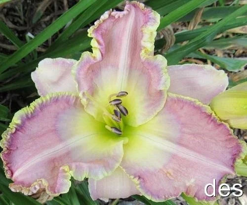 Daylily Live Plant, Ginny Mitchell, Rebloomer, Extended Bloom, Hemerocallis, Garden Flower, Perennial Plant