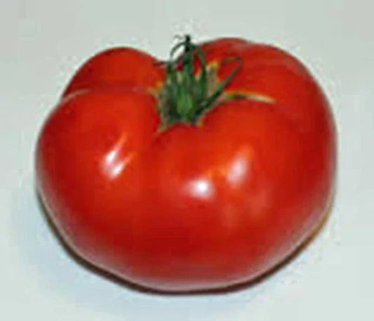 Heirloom Tomato Seeds 500 Count Rutgers Variety Non-GMO Large Juicy Solanum lycopersicum